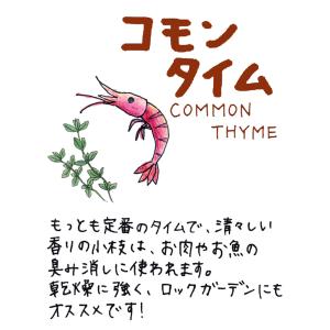 ハーブ 苗 コモンタイム(種類 栽培 ハーブテ...の詳細画像1