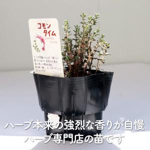 ハーブ 苗 コモンタイム(種類 栽培 ハーブテ...の詳細画像2
