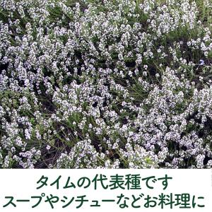 ハーブ 苗 コモンタイム(種類 栽培 ハーブテ...の詳細画像3