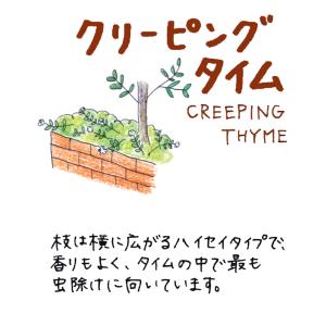 ハーブ 苗 クリーピングタイム(種類 栽培 ハ...の詳細画像1