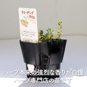 ハーブ 苗 クリーピングタイム(種類 栽培 ハ...の詳細画像2