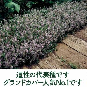 ハーブ 苗 クリーピングタイム(種類 栽培 ハ...の詳細画像3