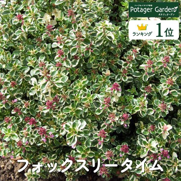 ハーブ 苗 フォックスリータイム（種類 栽培 ハーブティー グランドカバー ハーブガーデン 花 ガー...