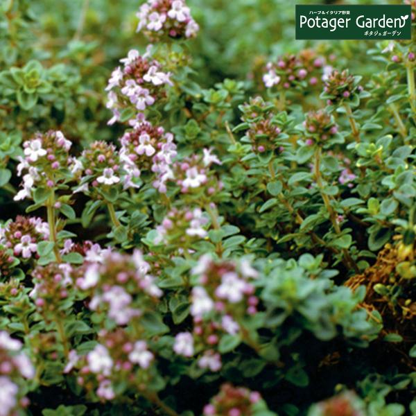 ハーブ 苗 セット レモンタイム15個（種類 栽培 ハーブティー ハーブガーデン 花 ガーデニング ...