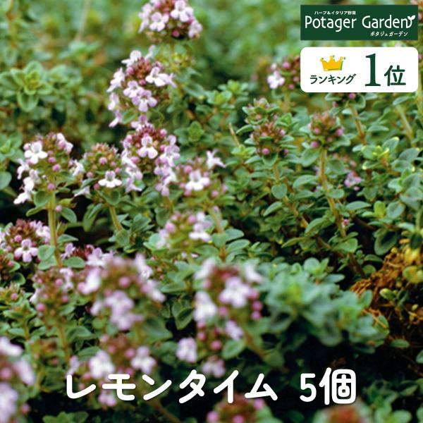 ハーブ 苗 セット レモンタイム5個（種類 栽培 ハーブティー ハーブガーデン 花 ガーデニング 苗...