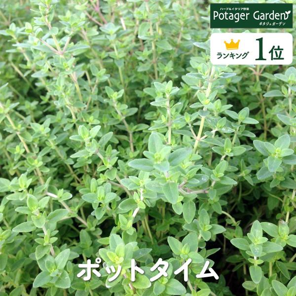 ハーブ 苗 ポットタイム（種類 栽培 ハーブティー ハーブガーデン 花 ガーデニング 苗木 果樹 栽...