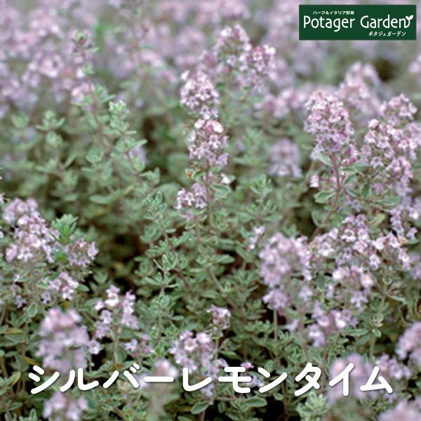 ハーブ 苗 シルバーレモンタイム（種類 栽培 ハーブティー ハーブガーデン 花 ガーデニング 苗木 ...