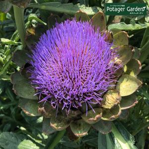 ハーブ苗のポタジェガーデン ガーデンベジタ イタリア野菜 ハーブの品種で探したい Yahoo ショッピング