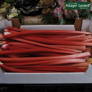 ハーブ 苗 ルバーブ（種類 栽培 ハーブティー ハーブガーデン