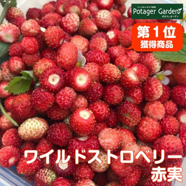 ハーブ 苗 ワイルドストロベリー 赤実（種類 栽培 ハーブティー  ハーブガーデン プランター 育て...