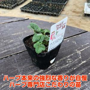ハーブ 苗 ワイルドストロベリー 赤実(種類 ...の詳細画像1