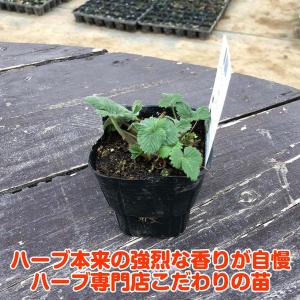 ハーブ 苗 ワイルドストロベリー 赤実(種類 ...の詳細画像2