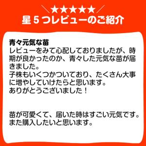 ハーブ 苗 ワイルドストロベリー 赤実(種類 ...の詳細画像3