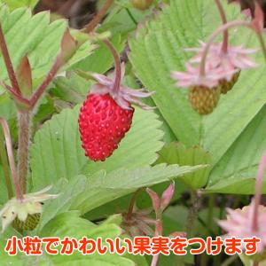 ハーブ 苗 ワイルドストロベリー 赤実(種類 ...の詳細画像4