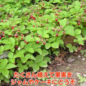 ハーブ 苗 ワイルドストロベリー 赤実(種類 ...の詳細画像5