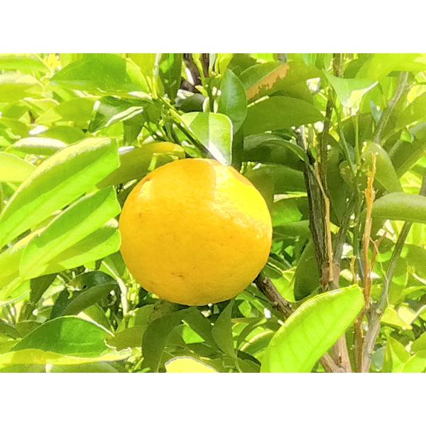 外皮は刻んでサラダに　アイスクリームに☆朝採り　ニューサマーオレンジ　×2キロ　【農薬・肥料・除草剤...