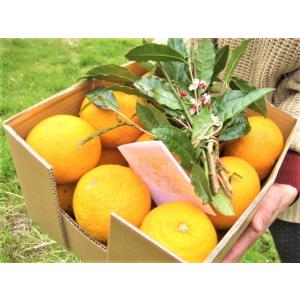 【母の日ギフト】【メッセージカード付き】伊豆の朝採り『甘夏みかん』5kgギフトボックス【 農薬・肥料...