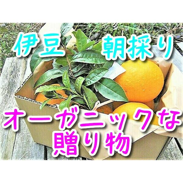 【母の日ギフト】【メッセージカード付き】伊豆の朝採り『甘夏みかん』5個〜6個 のギフトボックス【農薬...