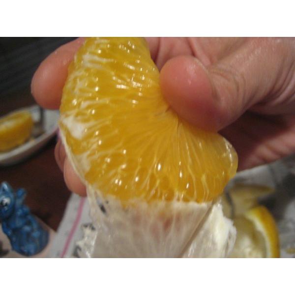 マーマレード用 甘夏みかん 2kg 自然栽培 B級品 通常販売規格外 伊豆