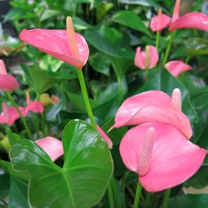 アンスリウム・アンスリューム 5号鉢 ピンクチャンピオン  在庫2鉢だけの特価　