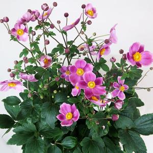 シュウメイギク（秋明菊）5号鉢 ハドスペン アバンダンス 鉢花 耐寒性宿根草 自家用 在庫2鉢