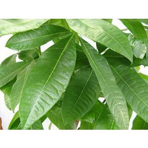 観葉植物 パキラ 10号 受皿付 カイエンナッツ 大型商品260 Hwerner Dk