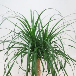 観葉植物 ポニーテール トックリラン ノリナ 10号鉢a 受皿付 現品1鉢 大型商品2 Www Segdielectriques Com