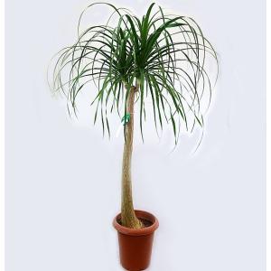 観葉植物 ポニーテール トックリラン ノリナ 10号鉢a 受皿付 現品1鉢 大型商品2 Www Segdielectriques Com