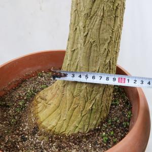 観葉植物 ポニーテール トックリラン ノリナ 10号鉢a 受皿付 現品1鉢 大型商品2 Www Segdielectriques Com