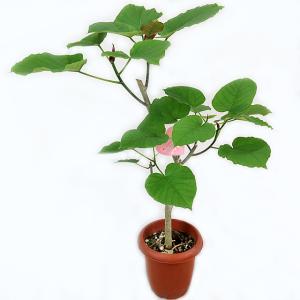 観葉植物 フィカス ウンベラータ 8号 現品の商品一覧 通販 Yahoo ショッピング