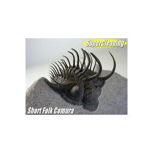 古生代デボン紀/モロッコ産/三葉虫/ショートフ...の詳細画像3