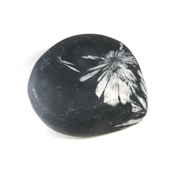 菊花石 クリサンスマムストーン 黒色石 灰質 粘板岩中の方解石 1点もの 現品撮影 KIK-51