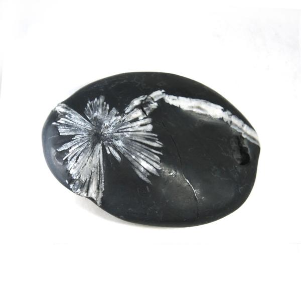 菊花石 クリサンスマムストーン 黒色石 灰質 粘板岩中の方解石 1点もの 現品撮影 KIK-55