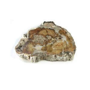 ペトリファイドウッド 原石 産地 マダガスカル 珪化木 化石木