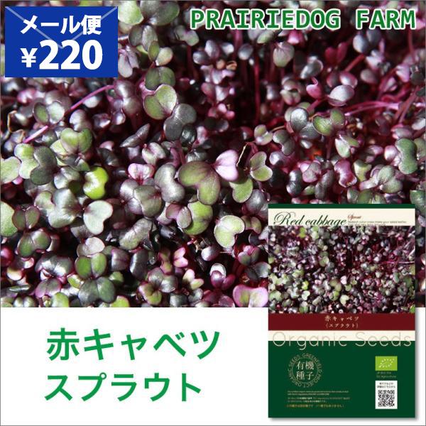 赤キャベツ スプラウト 種 種子 有機種子 オーガニック 家庭菜園 水耕栽培 おうちでベジ