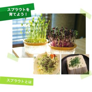 豆苗 スプラウト 種 種子 有機種子 オーガニ...の詳細画像1