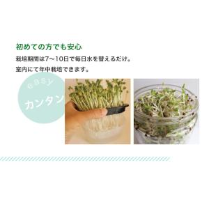 豆苗 スプラウト 種 種子 有機種子 オーガニ...の詳細画像3