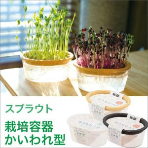 スプラウト 発芽豆 栽培容器 かいわれ型 家庭菜園 自由研究