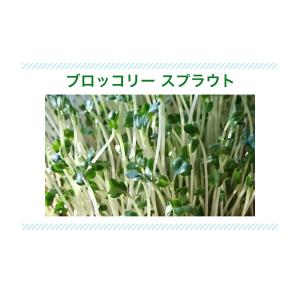 ブロッコリー スプラウト 栽培セット 栽培キッ...の詳細画像4