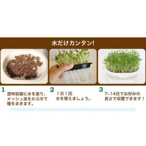 ブロッコリー スプラウト 栽培セット 栽培キッ...の詳細画像5