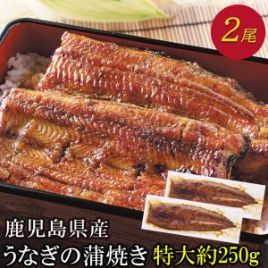 うなぎ 超特大 国産 蒲焼き 鰻 開き お取り寄せ ギフト ギフト グルメ 食べ物 プレゼント 贈り物 美味しい タレ 鹿児島 お得 250g 2尾｜プレーリードッグ