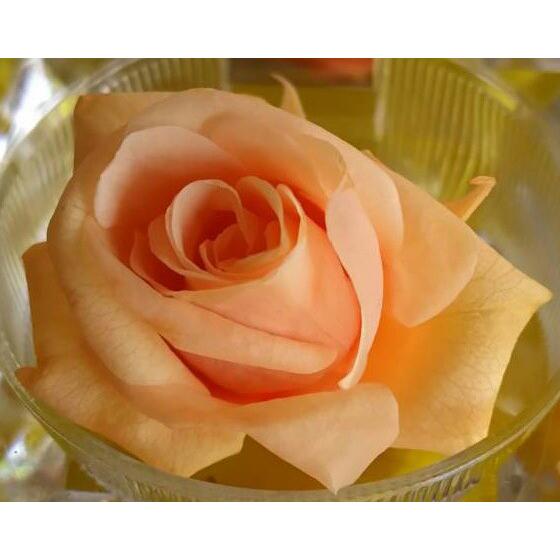 プリザーブドフラワー染色液〈京の春〉500ml