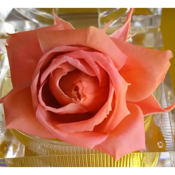 プリザーブドフラワー染色液〈サクラ桜〉150ml