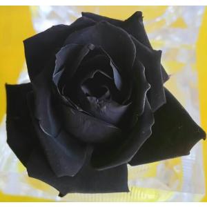 プリザーブドフラワー染色液〈極みの黒〉1000mlの商品画像
