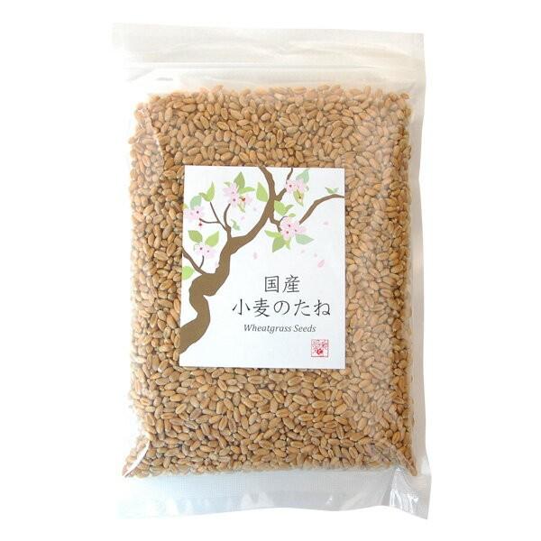 国産 小麦のたね 300g