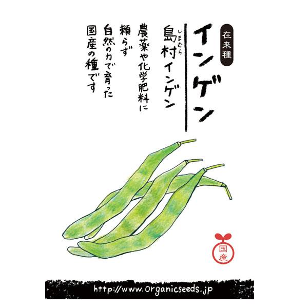 ナチュラルライフステーション 国産・自然農法種子 島村インゲン 5月〜7月まき 約30粒