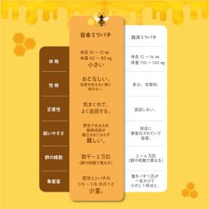 日本ミツバチの自然蜂蜜 220g 単品 新登場...の詳細画像5