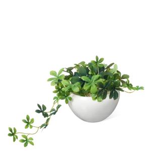 【公式】シュガーバイン 白陶器S 観葉植物 フ...の詳細画像1