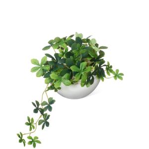 【公式】シュガーバイン 白陶器S 観葉植物 フ...の詳細画像2