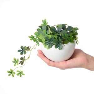 【公式】シュガーバイン 白陶器S 観葉植物 フ...の詳細画像5
